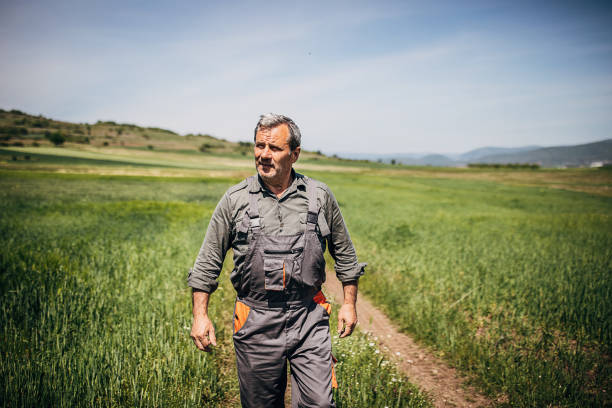 One senior farmer walking in the wheat field on sunny spring day.