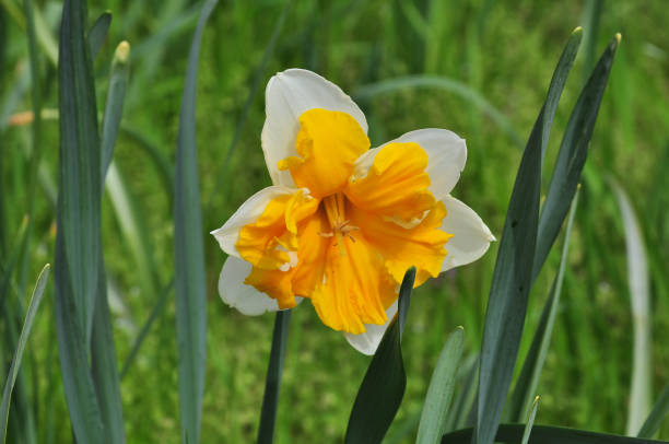 istock Narcissus, Flowers in the forest 1242963844