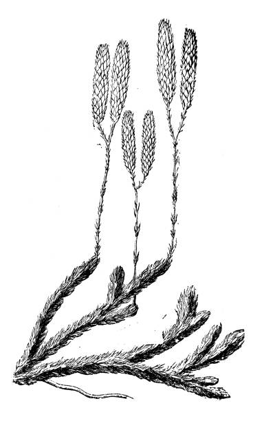 Antique botany illustration: Lycopodium clavatum, common club moss Antique botany illustration: Lycopodium clavatum, common club moss lycopodiaceae stock illustrations
