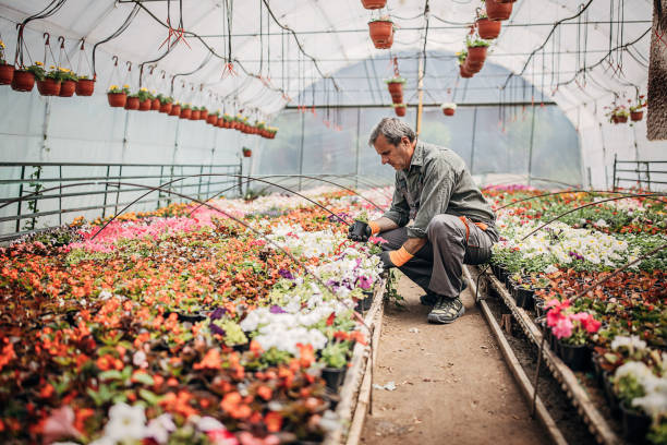 istock Male florist working on flower farm 1242973982