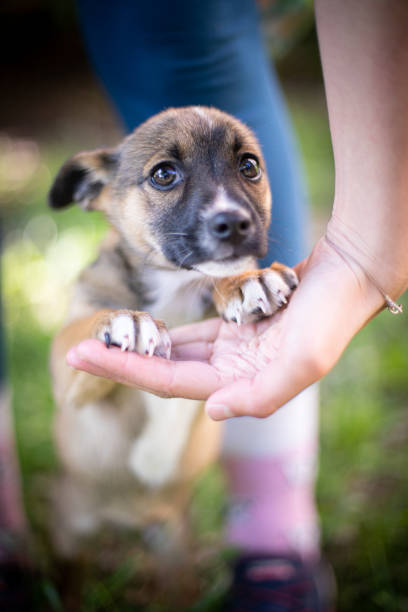 istock Puppy with spring foliage bokeh 1242978432