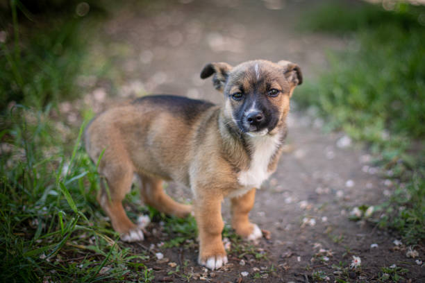 istock Puppy with spring foliage bokeh 1242978448
