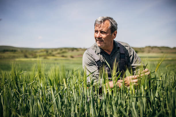 istock Farmer in the wheat field 1243000758