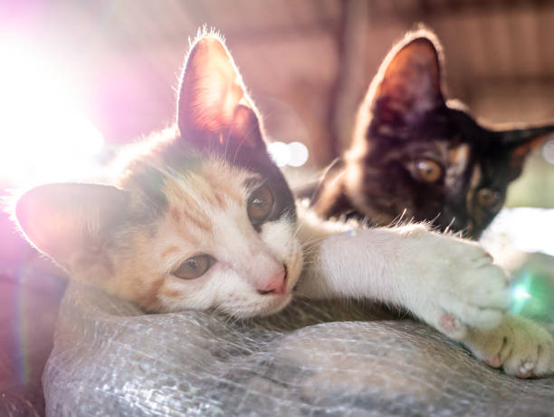 istock Three Colors Kitten Lying with The Black Kitten 1243008730