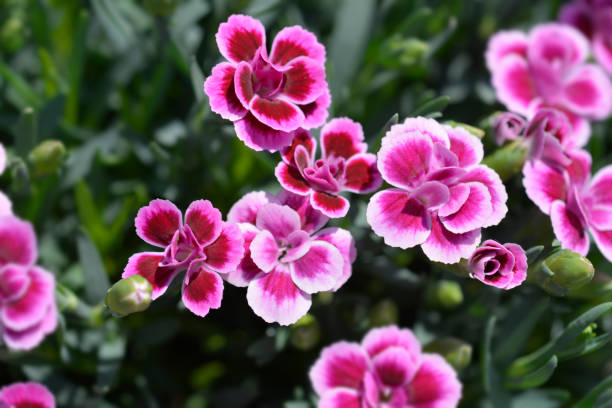 istock Carnation Pink Kisses 1243009286