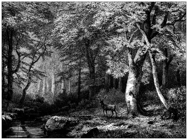 ilustrações, clipart, desenhos animados e ícones de ilustração antiga: floresta de árvores de faia - victorian style illustration and painting engraved image engraving