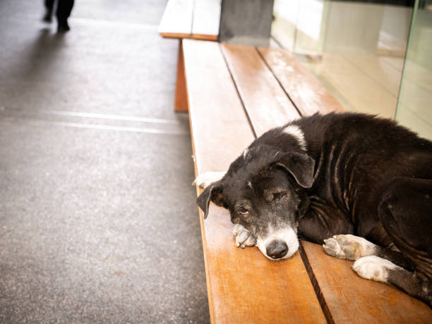 istock Black Stray Dog Lay Calmly on a Long Chair 1243012775