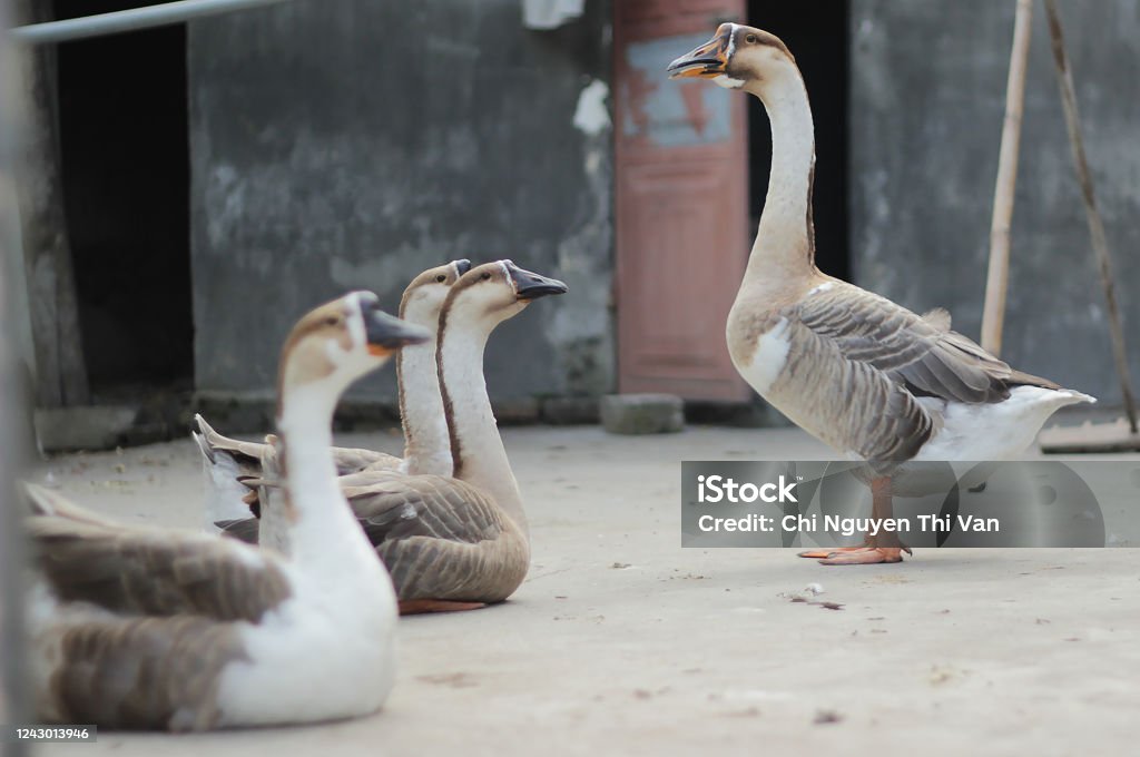 Lovely classroom of geese with teacher is teaching pupil in the yard This is a special moment of geese. It as the same as when mother is teaching her kids about the life Agriculture Stock Photo