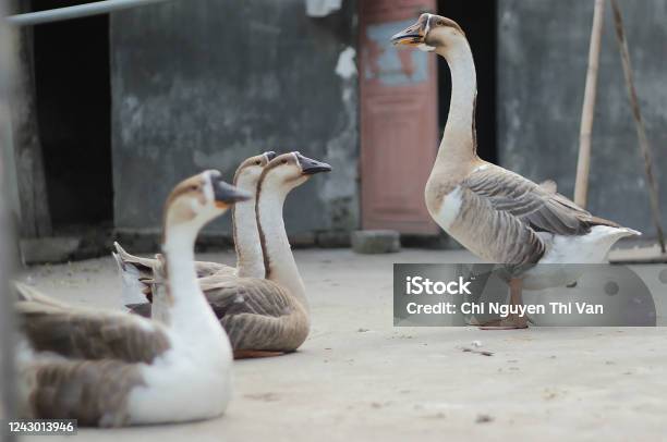 Lovely Classroom Of Geese With Teacher Is Teaching Pupil In The Yard Stock Photo - Download Image Now