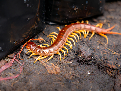 a millipede lives in a forest of Ecuadorian Amazon