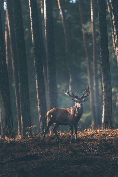 istock Red deer stag (cervus elaphus) in dark autumn pine forest. 1243017458