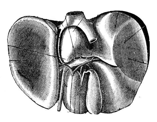 アンティークイラスト:肝臓 - engraved image engraving liver drawing点のイラスト素材／クリップアート素材／マンガ素材／アイコン素材
