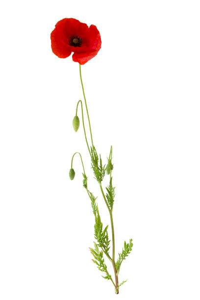Close-up of a poppy flower as it bursts open.