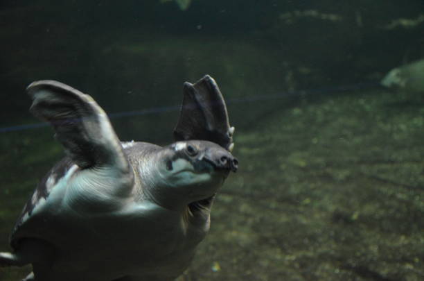 istock A Turtle, a Berlin aquarium, Germany 1243021658