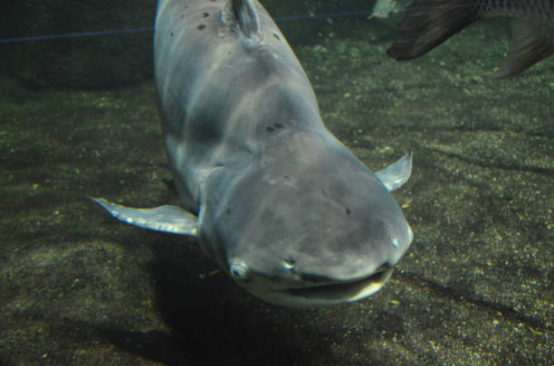 istock Tropical fish in aquarium, Berlin 1243021666