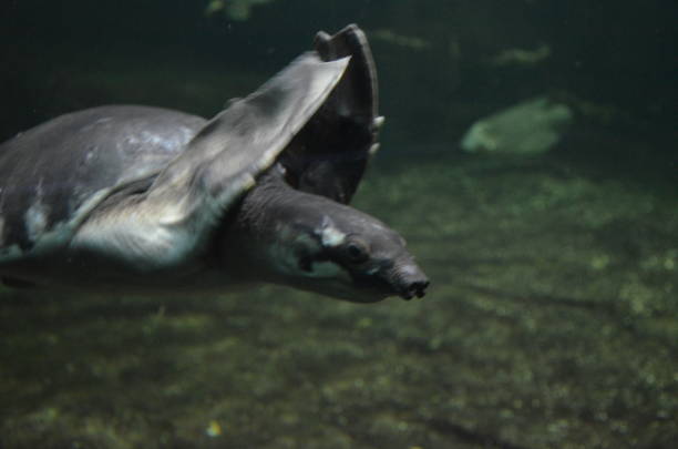 istock A Turtle, a Berlin aquarium, Germany 1243021683