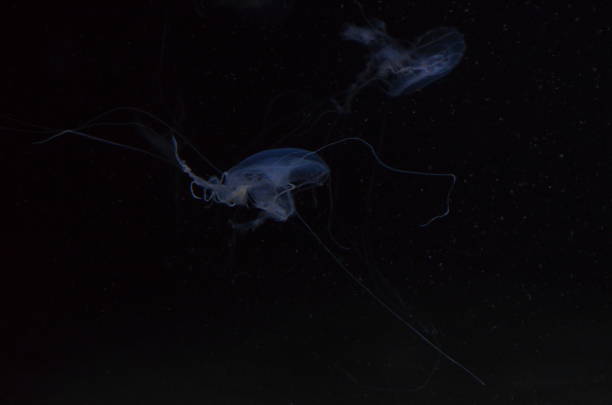 istock Jellyfish in aquarium, Berlin, Germany 1243025050