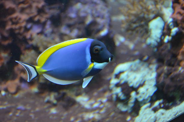 istock Tropical fish in aquarium, Berlin 1243025672