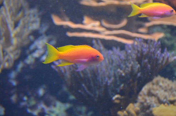 istock Tropical fish in aquarium, Berlin 1243029543