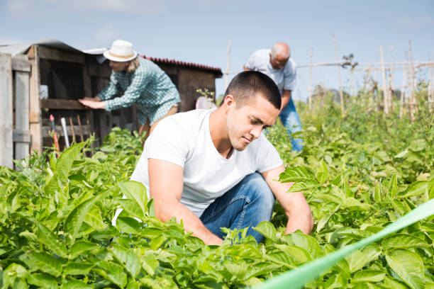 istock Young man working with potatoes bushes,  family on background 1243030720