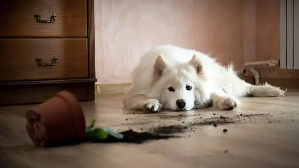 Photo of Guilty dog on the floor next to an overturned flower