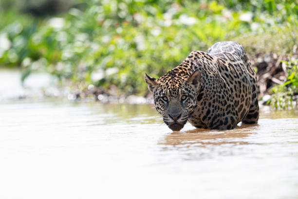 Wild Jaguar crossing the river while showing some curiosity, Pantanal, Brazil This image of a wild Jaguar cat crossing a river was taken in the wild Pantanal, Brazil. pantanal wetlands photos stock pictures, royalty-free photos & images