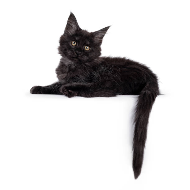 istock Black smoke Maine Coon cat kitten on white background 1243071193