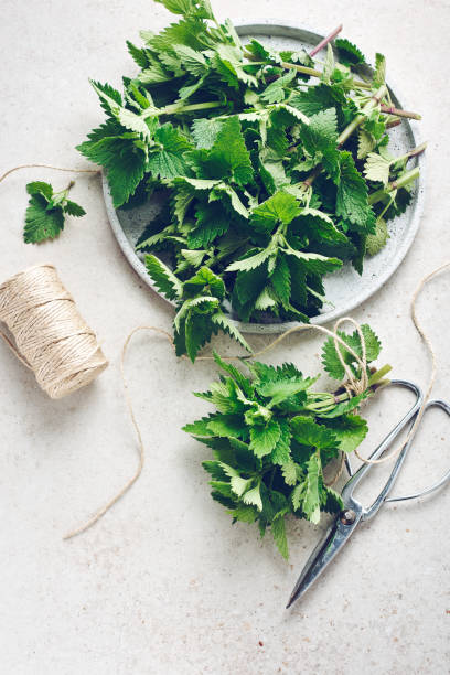 istock Melissa or lemon balm plant, ready for drying. 1243073979