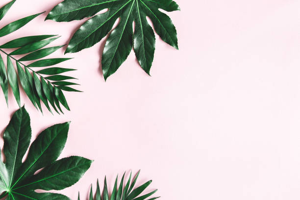 istock Summer composition. Tropical leaves on pink background. Summer concept. Flat lay, top view, copy space 1243077339