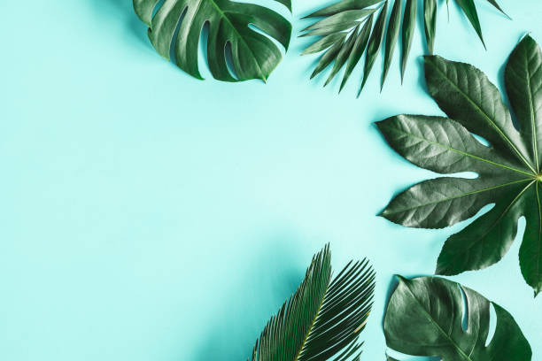 istock Summer composition. Tropical leaves on blue background. Summer concept. Flat lay, top view, copy space 1243077921