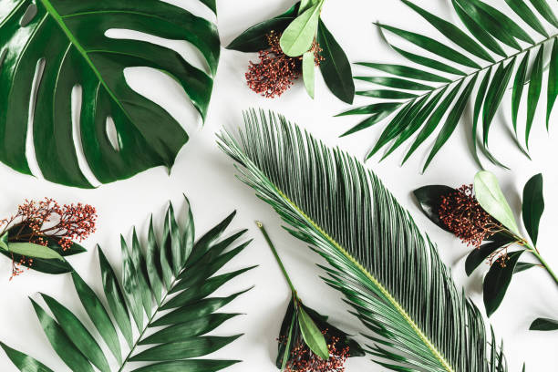 istock Summer composition. Tropical leaves on white background. Summer concept. Flat lay, top view, copy space 1243077931