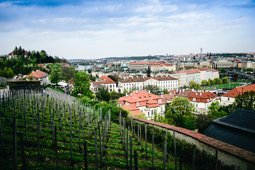 Vineyards On The Hill Above Prague, Czech Republic