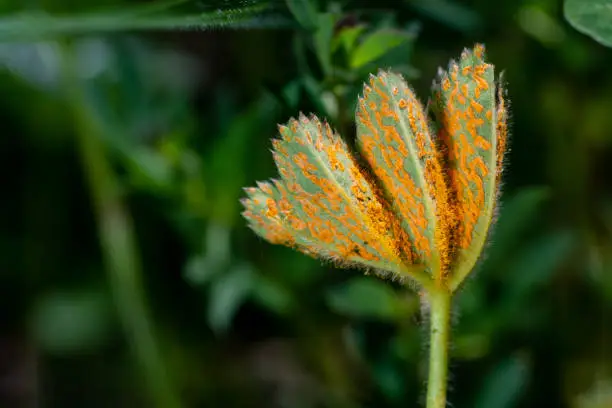 Bottom view of a leaf with orange rust fungus