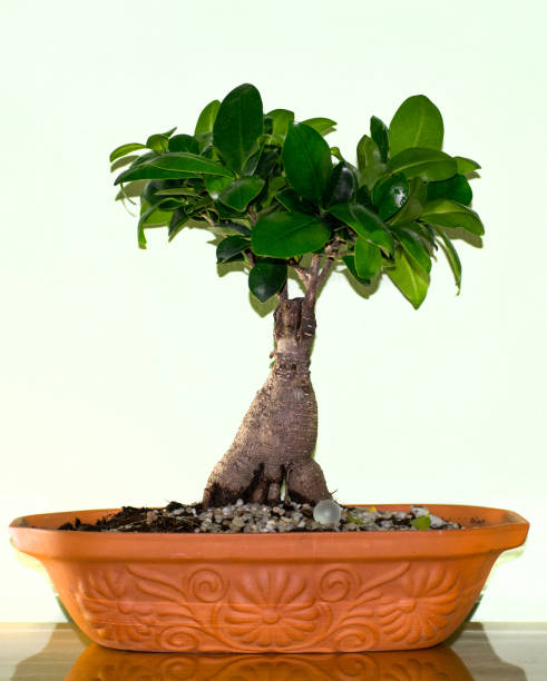 Ficus Ginseng Ficus Ginseng bonsai in ceramic pots chinese banyan bonsai stock pictures, royalty-free photos & images