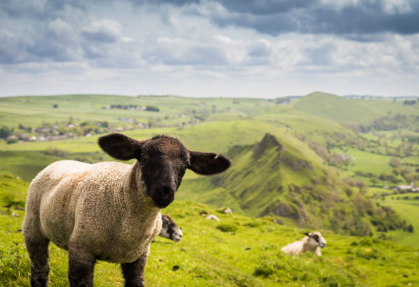 neugierige babyschafe, die im sommer mitten auf einer ruhigen grünen wiese in die kamera schauen - sheep wool meadow pasture stock-fotos und bilder