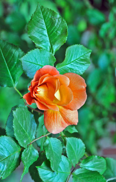 istock coral rose flower on a green lawn 1243088654