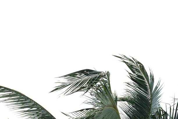 istock Tropical coconut leaves with branches on white isolated background for green foliage backdrop 1243099028