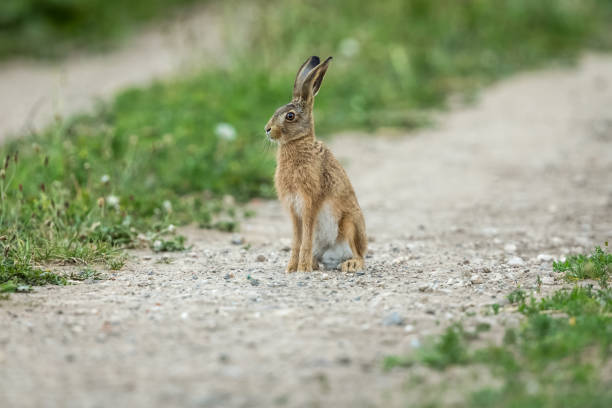 istock Leveret or young hare, (Scientific name: Lepus Europaeus) sat alert and upright, facing left on a farm track. 1243112258