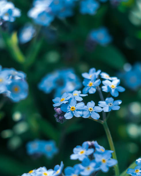 istock Forget-me-not blue flowers 1243119495