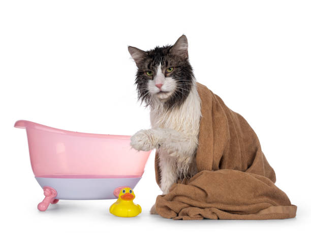 istock Wet adult Norwegian Forestcat on white background 1243123374