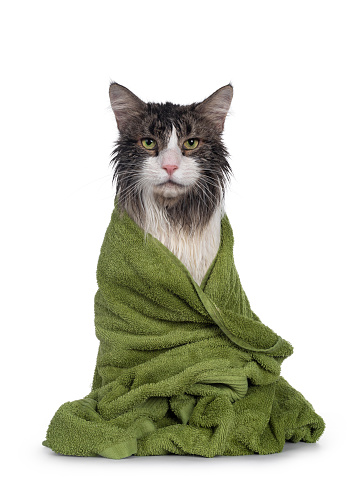 Wet freshly washed adult Norwegian Forestcat, sitting facing front wrapped up in green towel. Looking annoyed to camera. Isolated on white background.