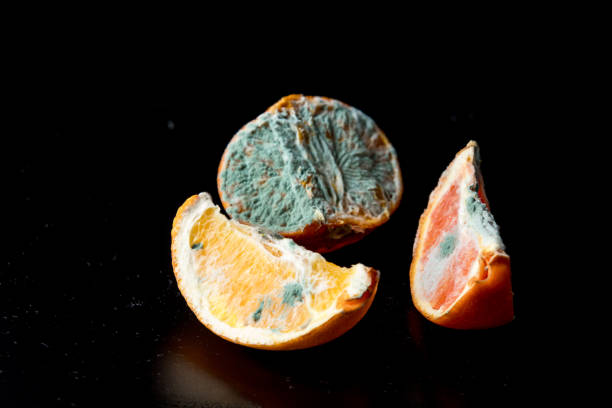 썩은 오렌지 과일 스톡 사진 - rotting orange rudeness fruit 뉴스 사진 이미지