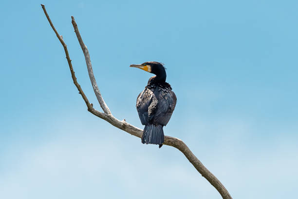 istock Great Cormorant (Phalacrocorax carbo) in Nature. A Great Cormorant on a branch. 1243133761