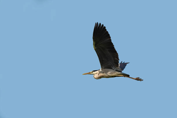 istock A Great Blue Heron Flying. A beautifully large wading bird flying high through the sky. 1243133778