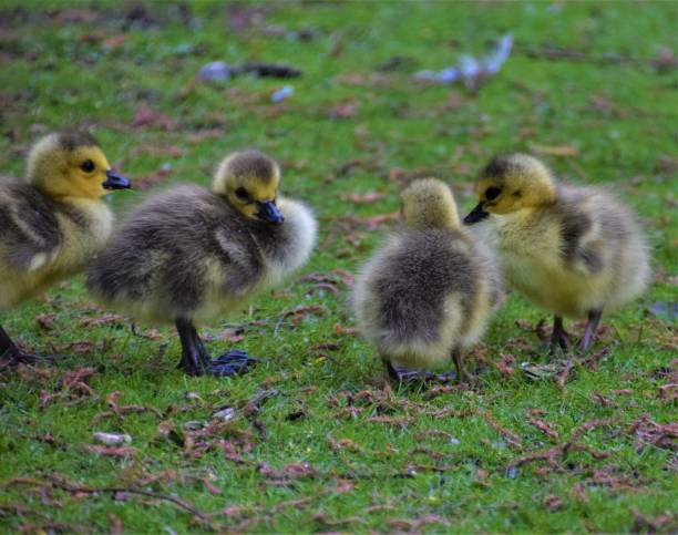 istock Cute baby goslings in park 1243140927