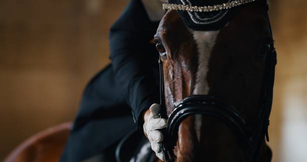 el primer plano cinematográfico del joven maestro de la equitación vestido con una ropa profesional está acariciando su caballo de la bahía antes de comenzar a practicar ejercicios para la competencia de carreras de caballos y doma. - horse stall stable horse barn fotografías e imágenes de stock