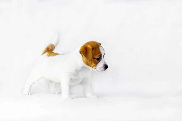 Photo of curious puppy bitch jack russell terrier stands on a white background, horizontal format