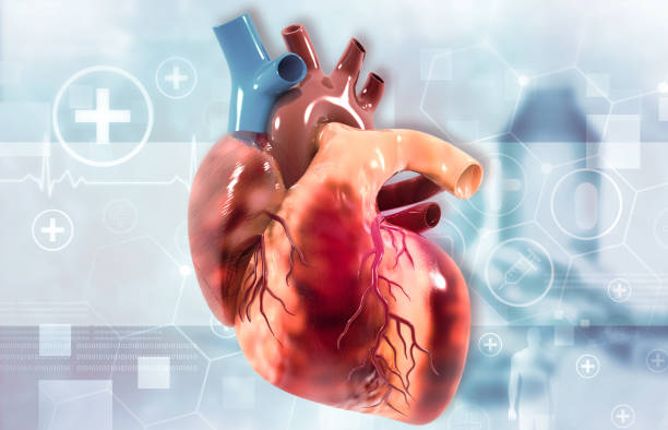 istock Anatomy of human heart 1243155064