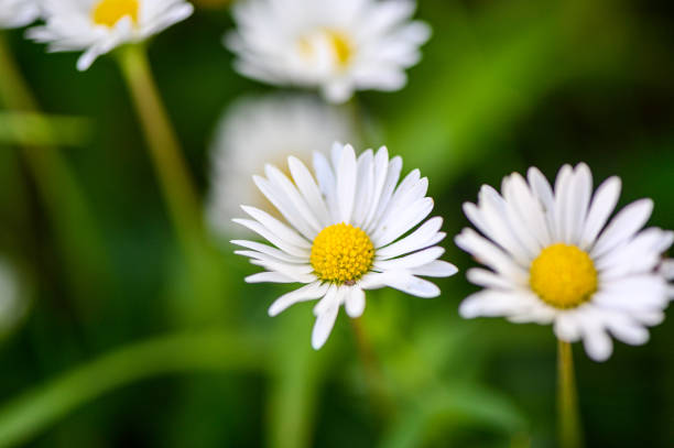 istock Spring Meadow stock photo 1243170989
