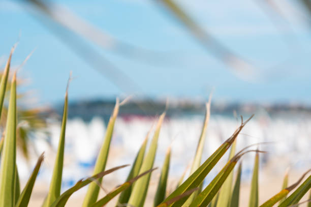 Palm branches close up on a sandy beach background